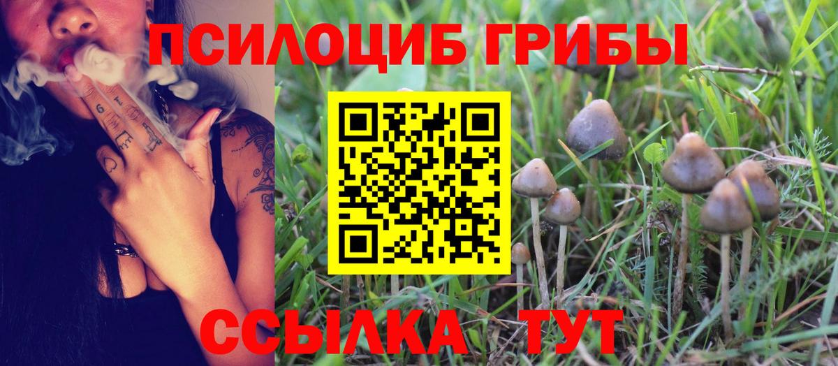 Псилоцибиновые грибы Psilocybine cubensis Кимовск